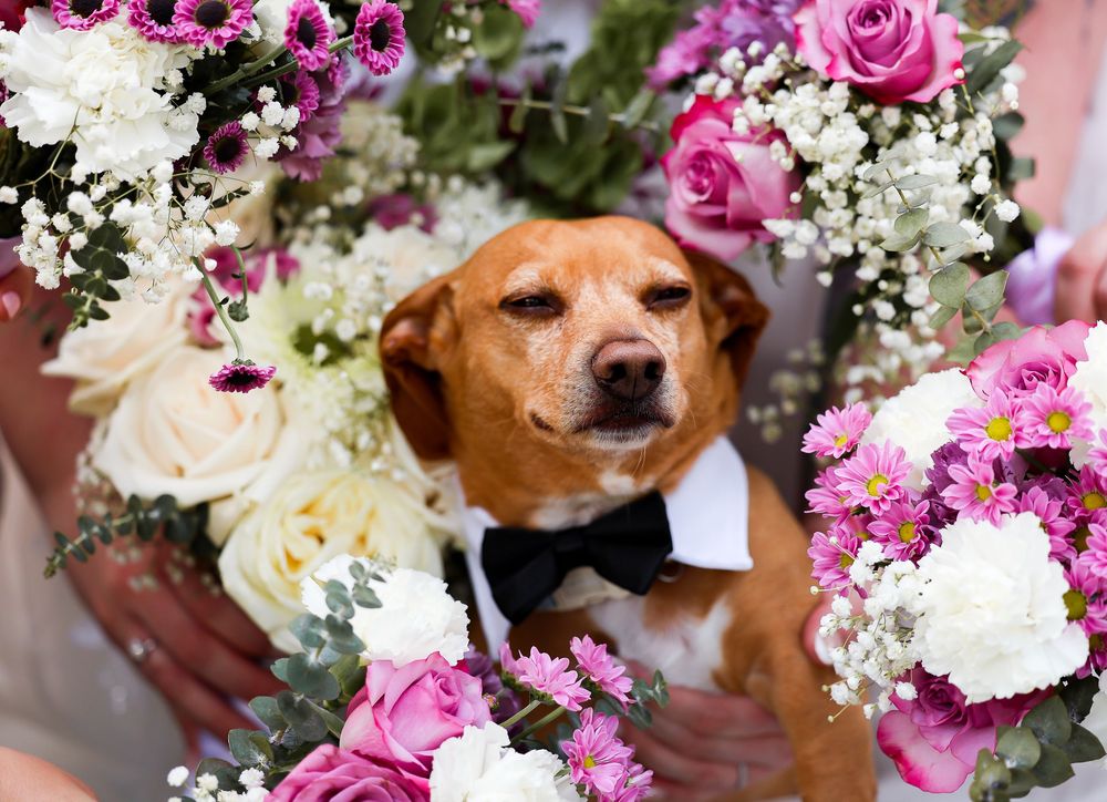 dog surrounded by flowers on wedding day