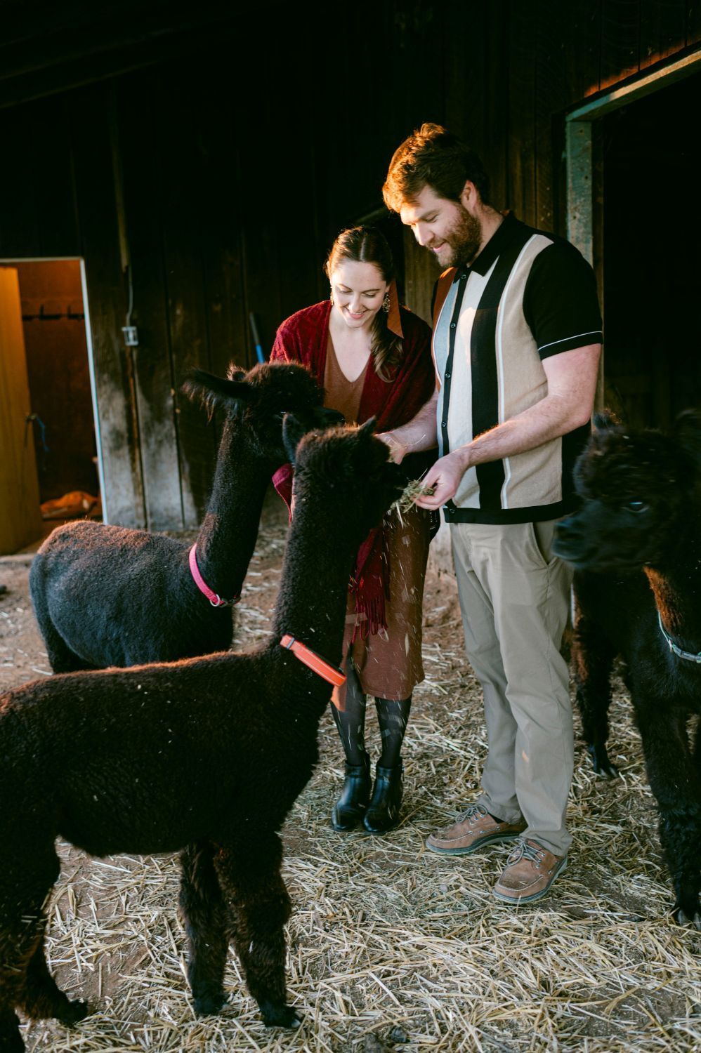 A smiling couple feeds black alpacas inside a rustic barn filled with hay.