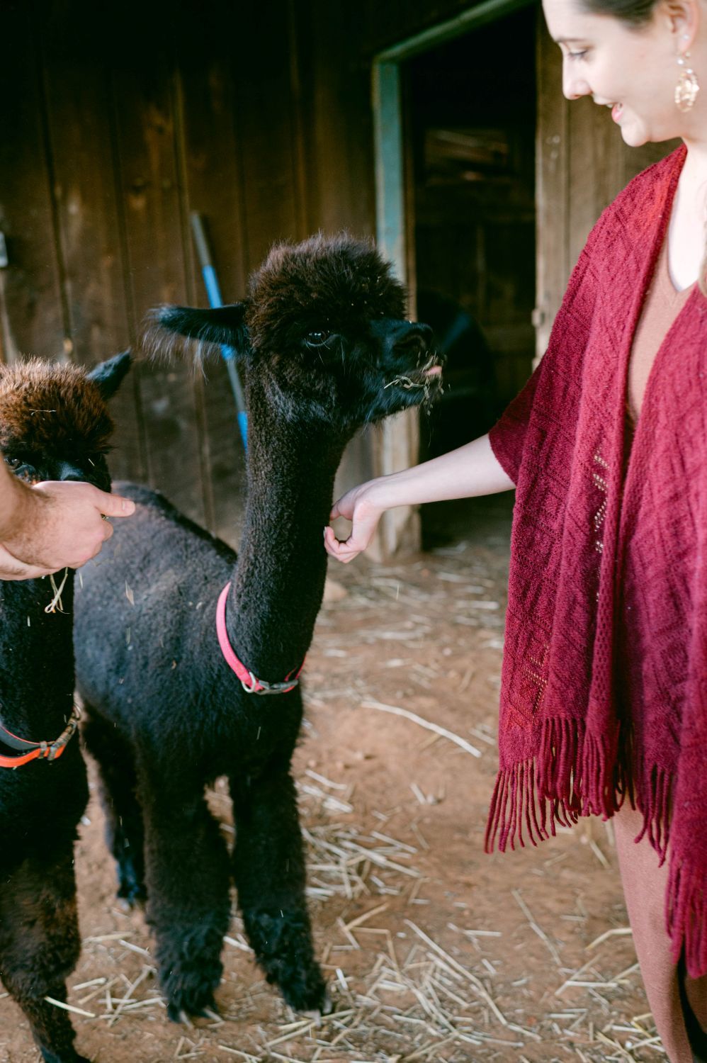 Woman in red shawl hand-feeding a black baby alpaca inside a rustic barn with hay on the ground.