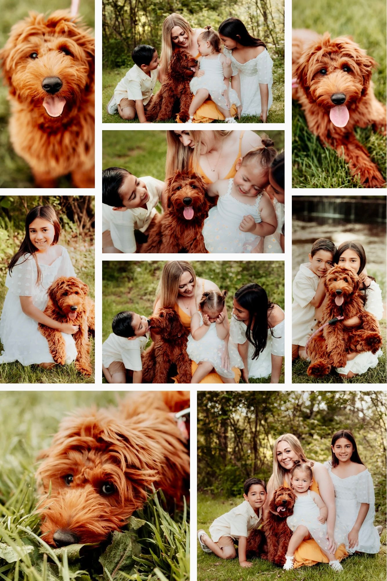 A fluffy brown goldendoodle dog plays and poses with family members in an outdoor photo collage.