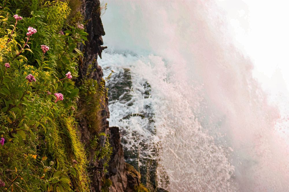 Pink flowers bloom against mossy rock face with misty waterfall in background.