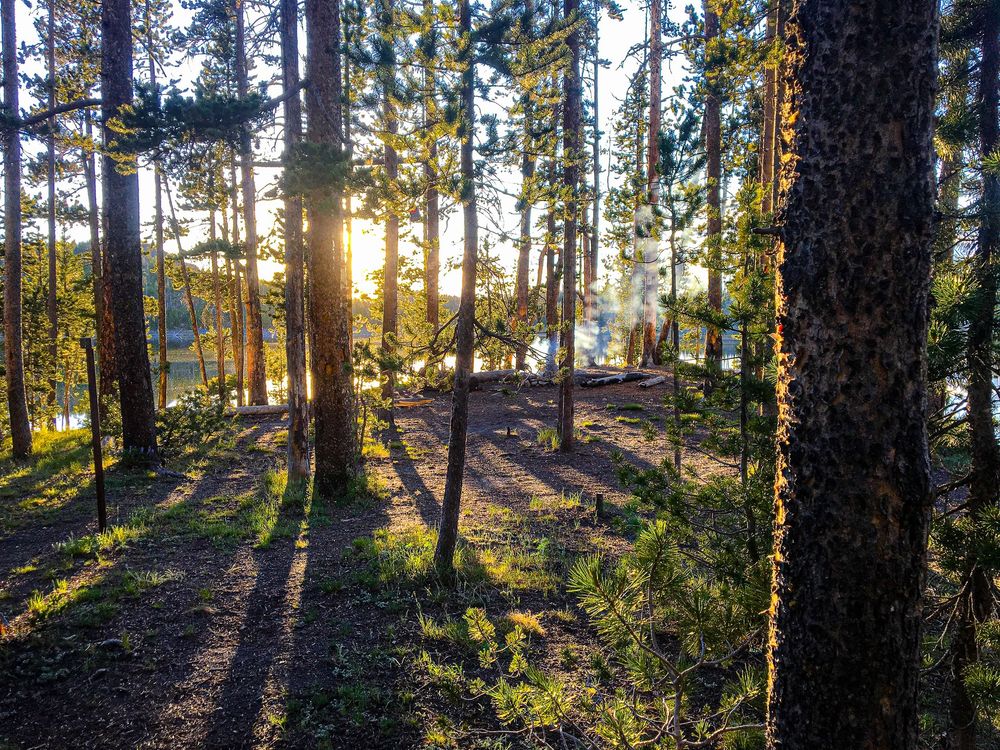 Sun rays filtering through tall pine forest trees creating dramatic shadows.