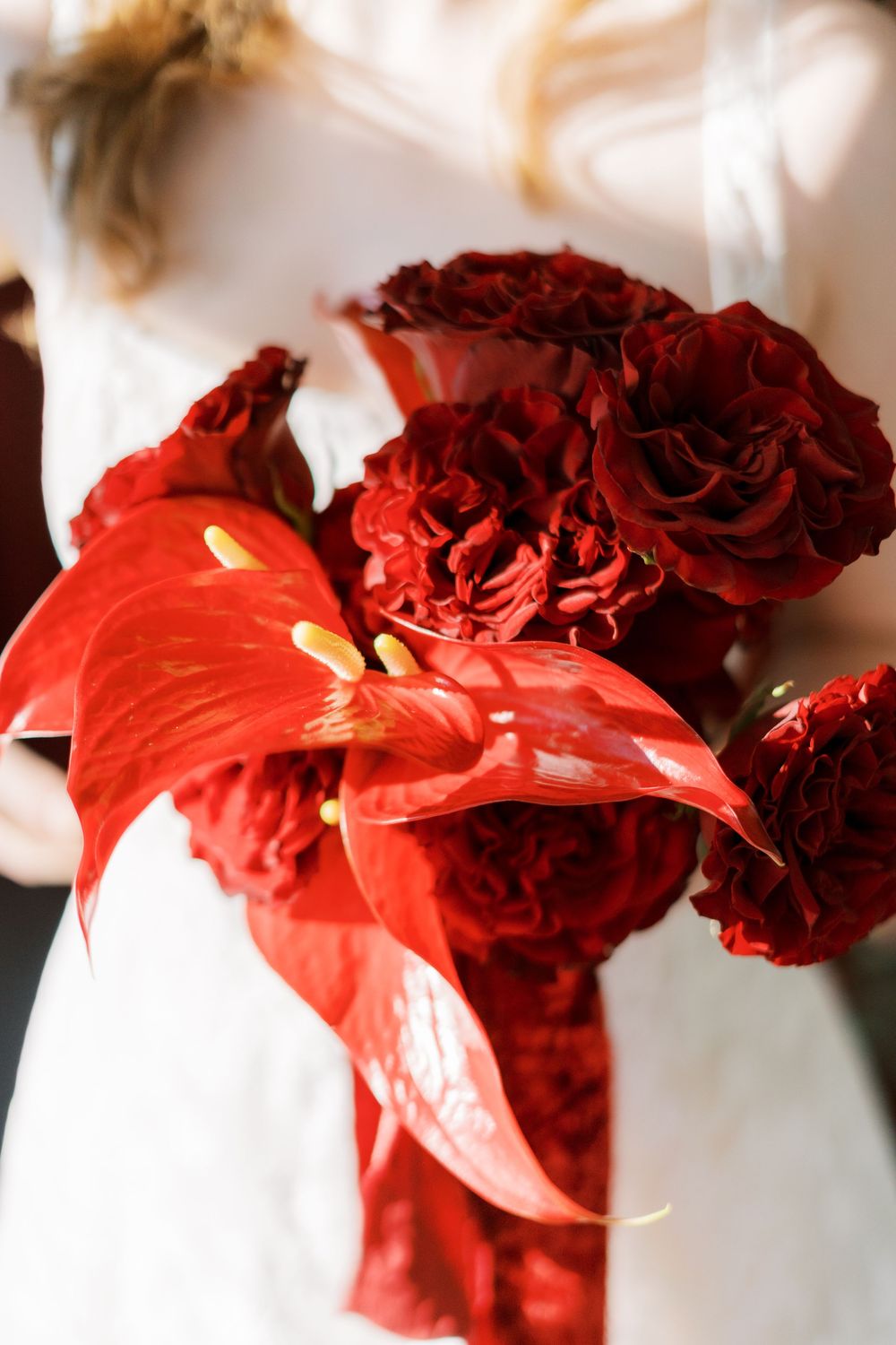 Close-up view of red carnation flowers with ruffled petals against a soft white background.