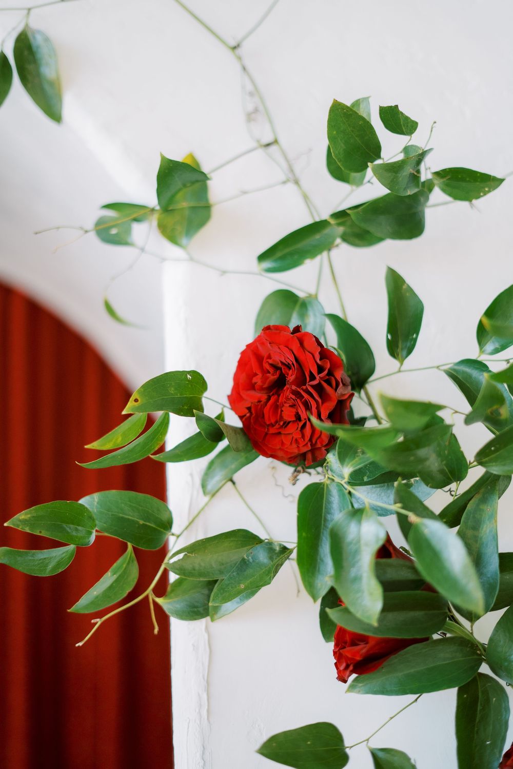 A vibrant red rose bloom with green leaves against a white wall and red curtain backdrop.