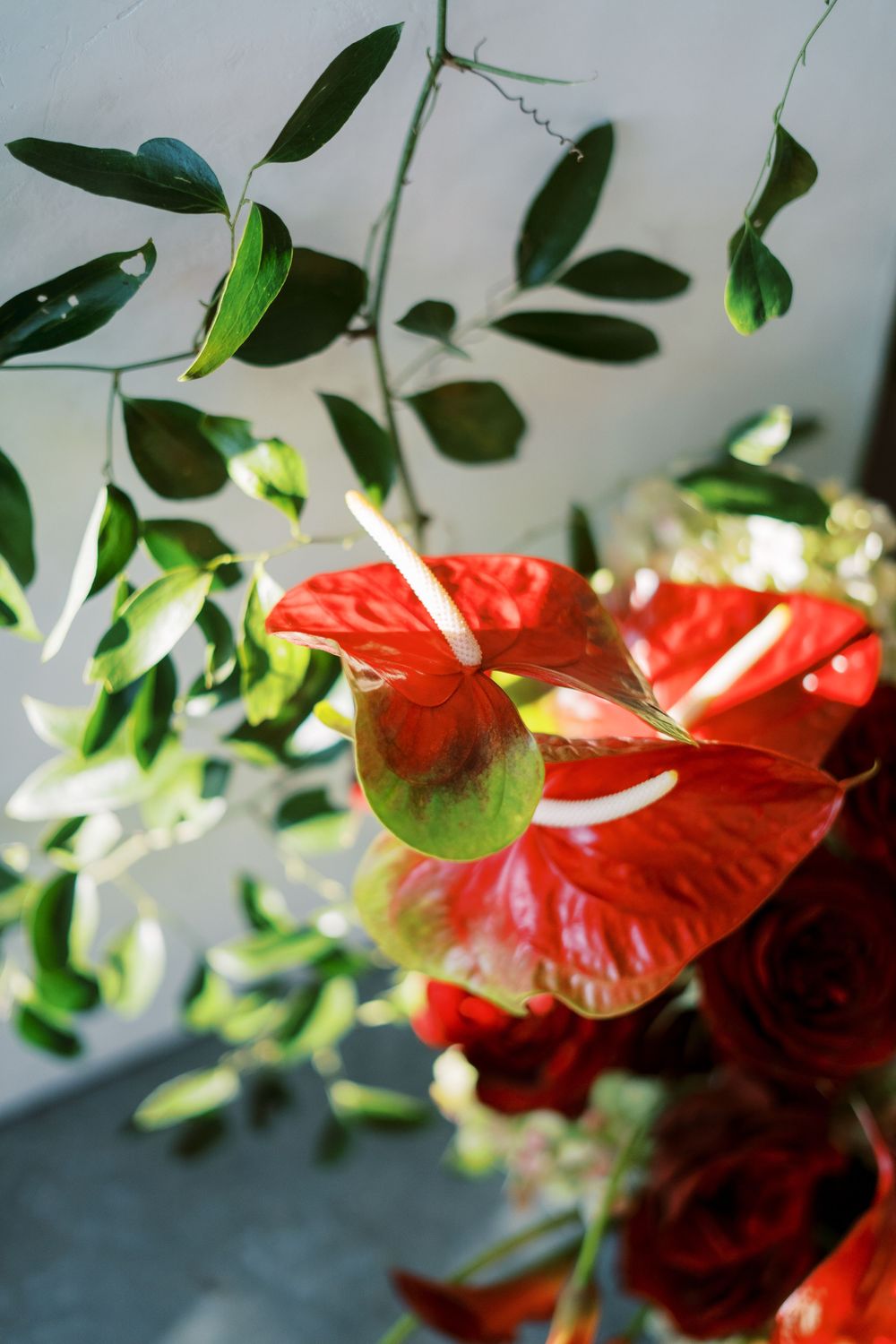 Close-up of red anthurium flowers and green foliage in an artistic arrangement.