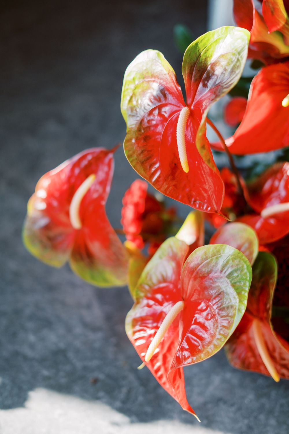 Close-up macro photograph of bright red anthurium flowers with glossy heart-shaped spathes.
