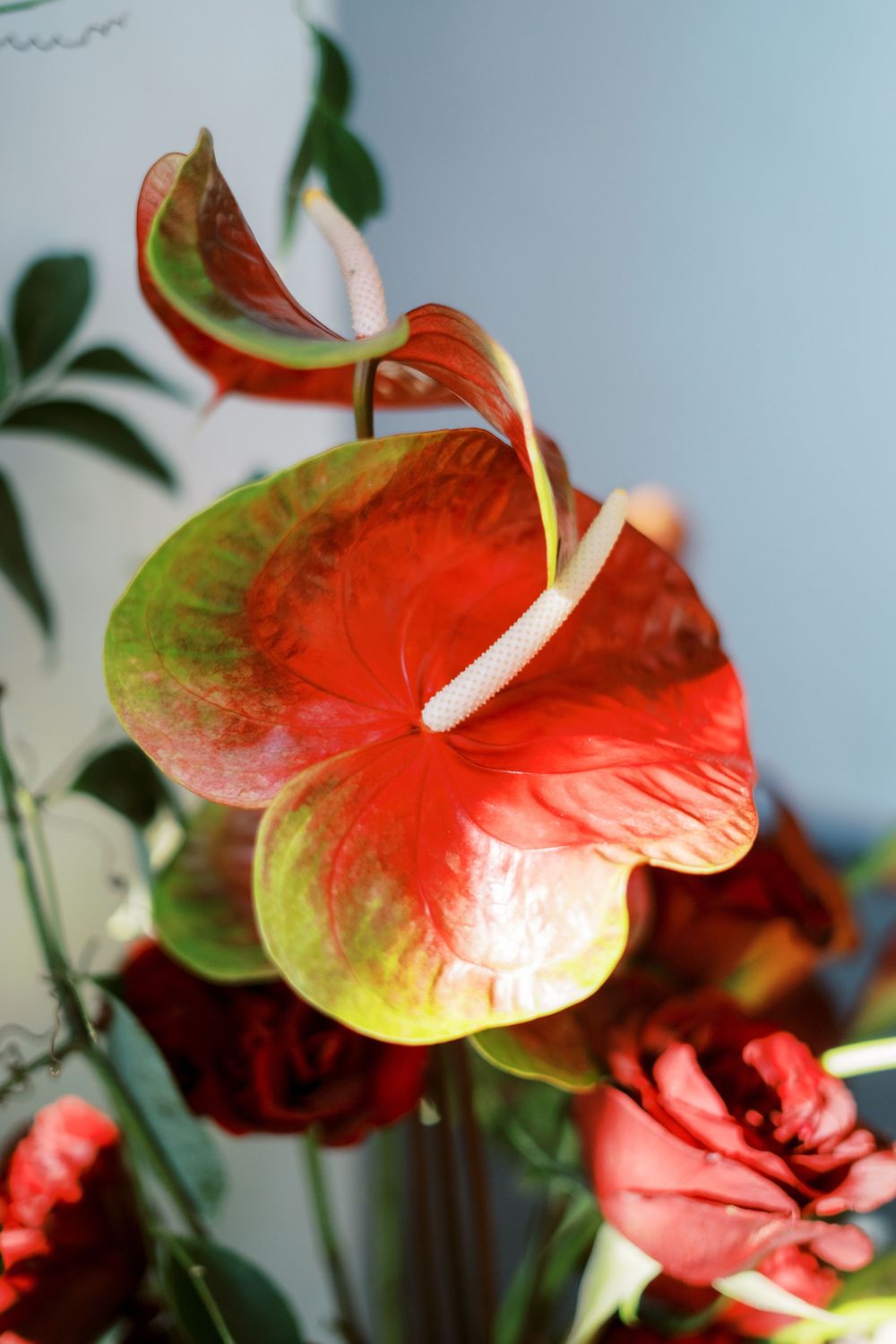 Close-up of a vibrant red and green anthurium flower in bloom with soft background.
