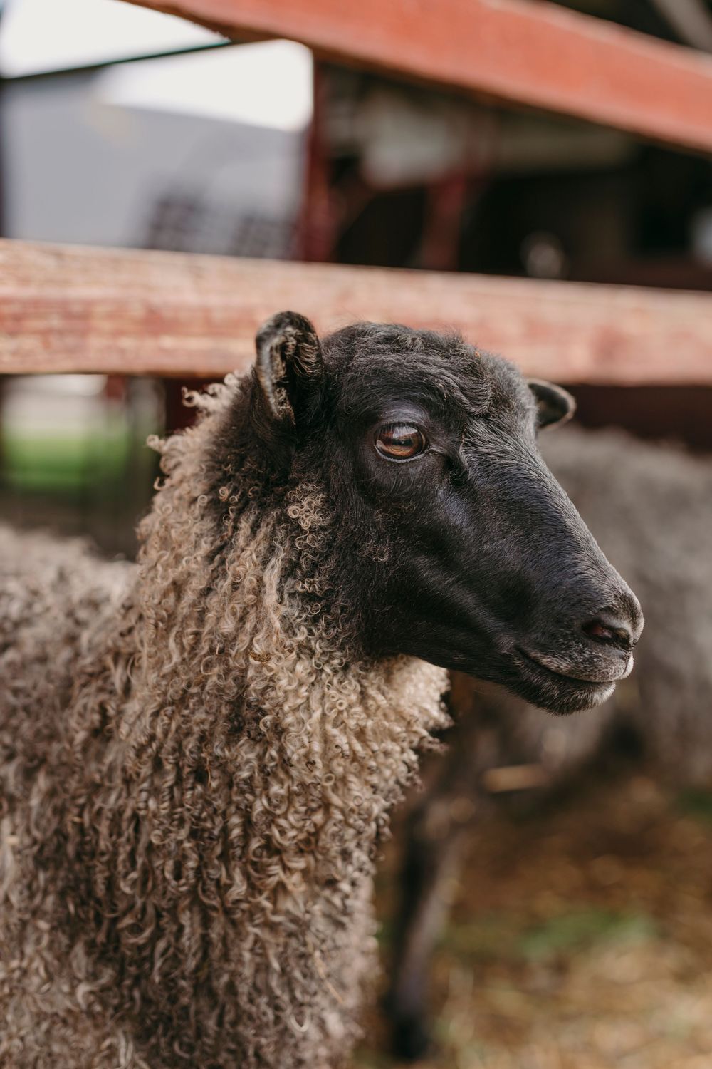 Close-up profile view of a black-faced Suffolk sheep with thick wooly fleece standing in a farm setting.