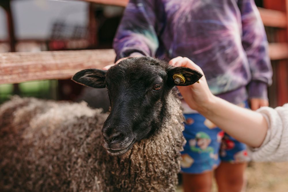 Black sheep with curly wool being petted at a farm while standing outdoors.