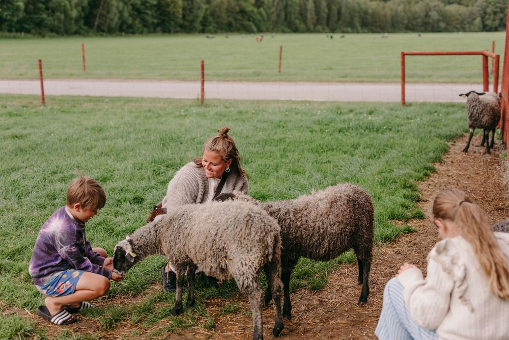 Children interact with friendly sheep in a grassy outdoor farm setting during an educational experience.