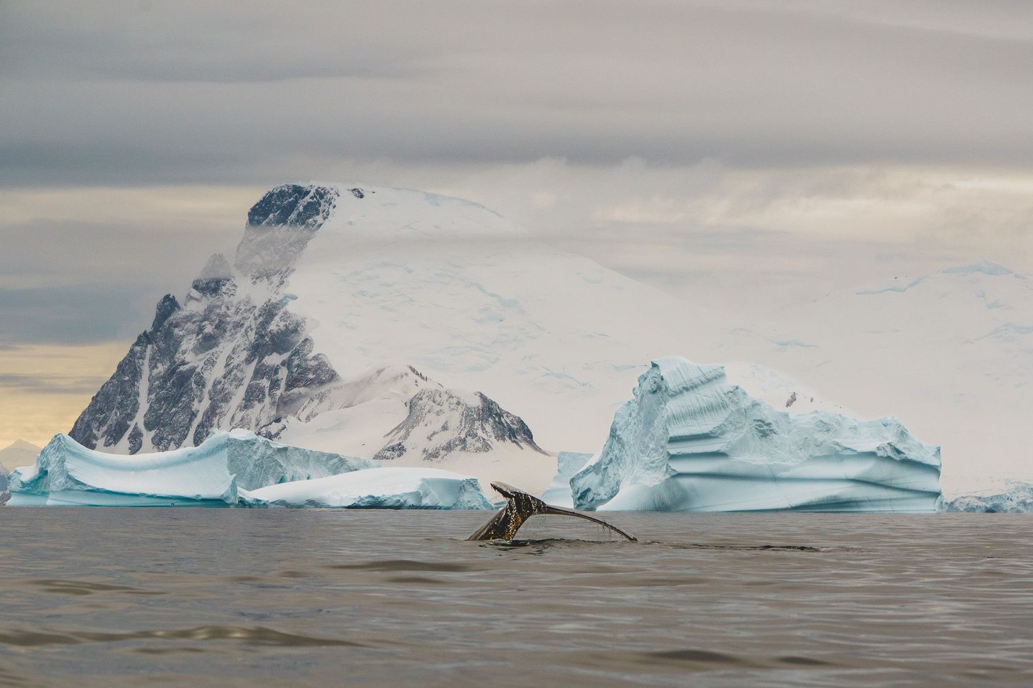 Dramatic iceberg and snow-covered mountain landscape in Antarctica with moody overcast skies.