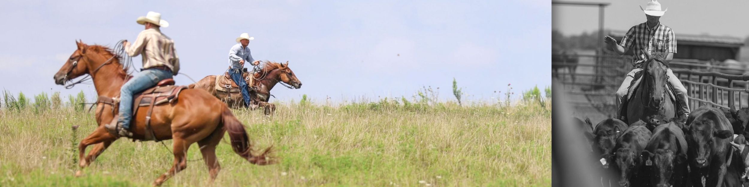 equine promos by jade made