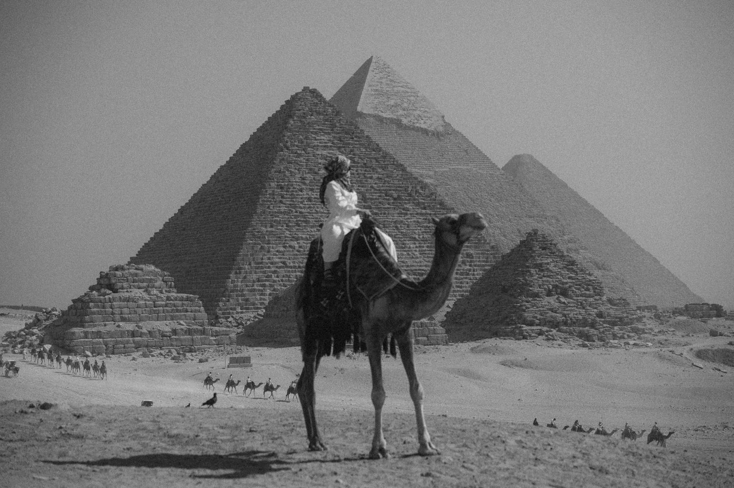 A vintage black and white photograph showing camels silhouetted against the ancient pyramids of Giza in Egypt.