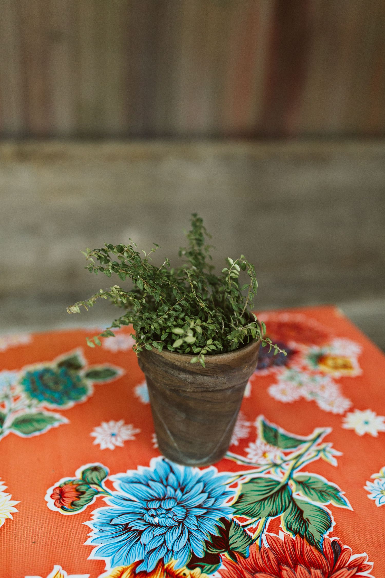 Vintage floral tablecloth with blue and red flowers and potted plant centerpiece.