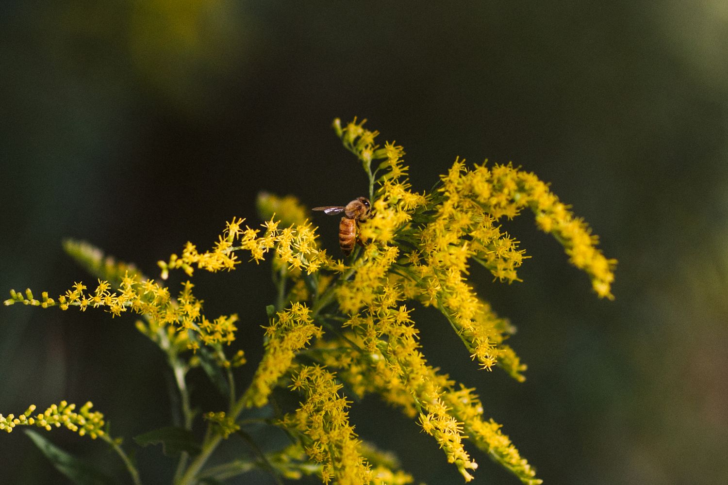 Bright yellow goldenrod flowers blooming against dark background.