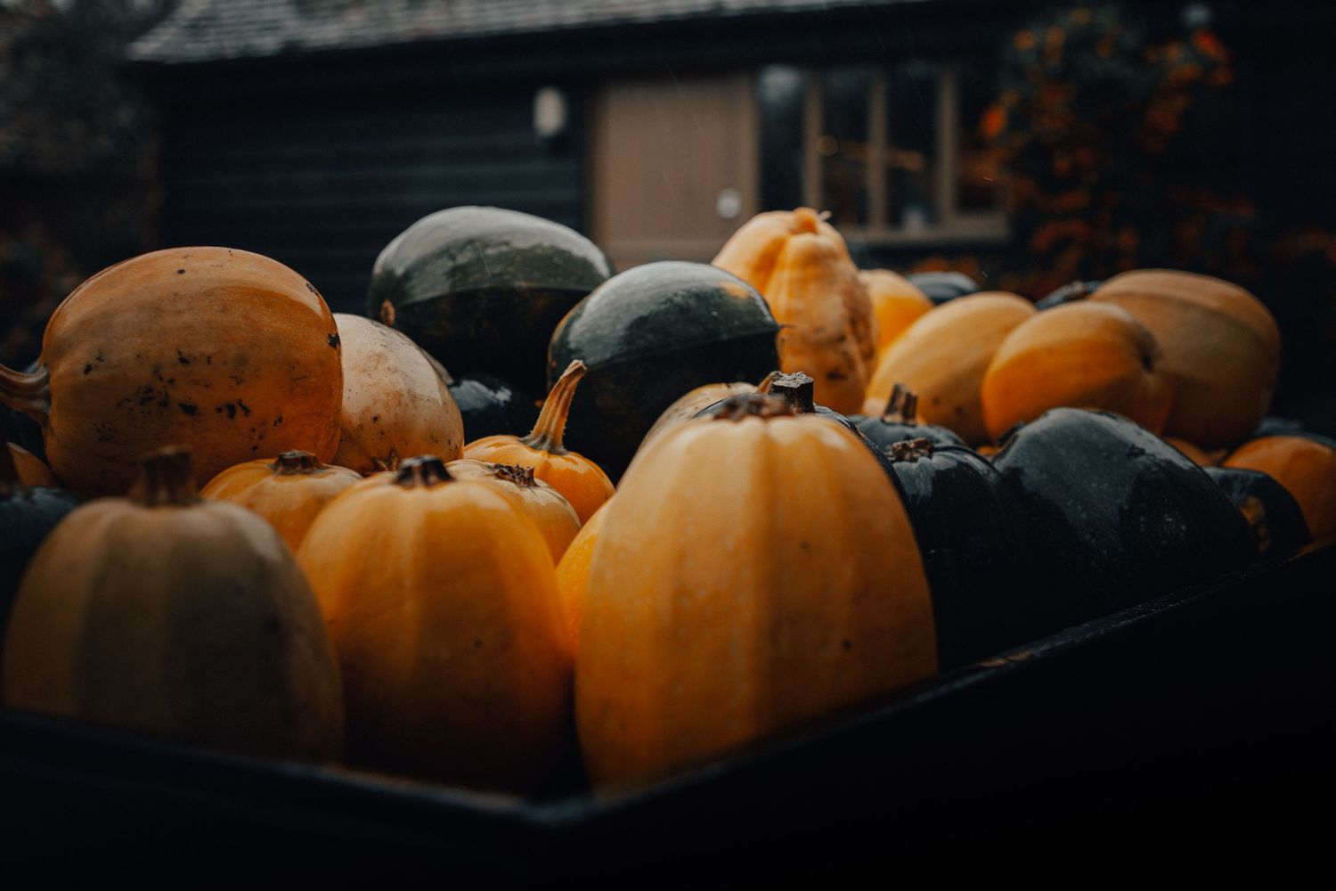 A row of orange pumpkins arranged on dark surfaces create an atmospheric autumn display in low lighting.