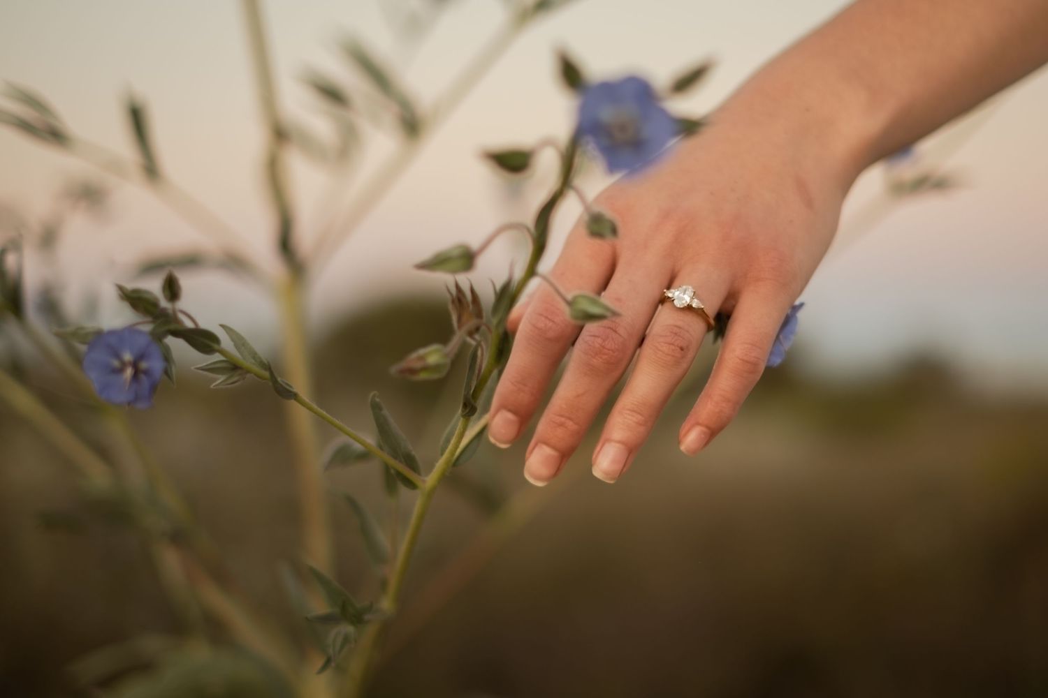 Close-up of hand reaching toward delicate purple wildflowers in field.