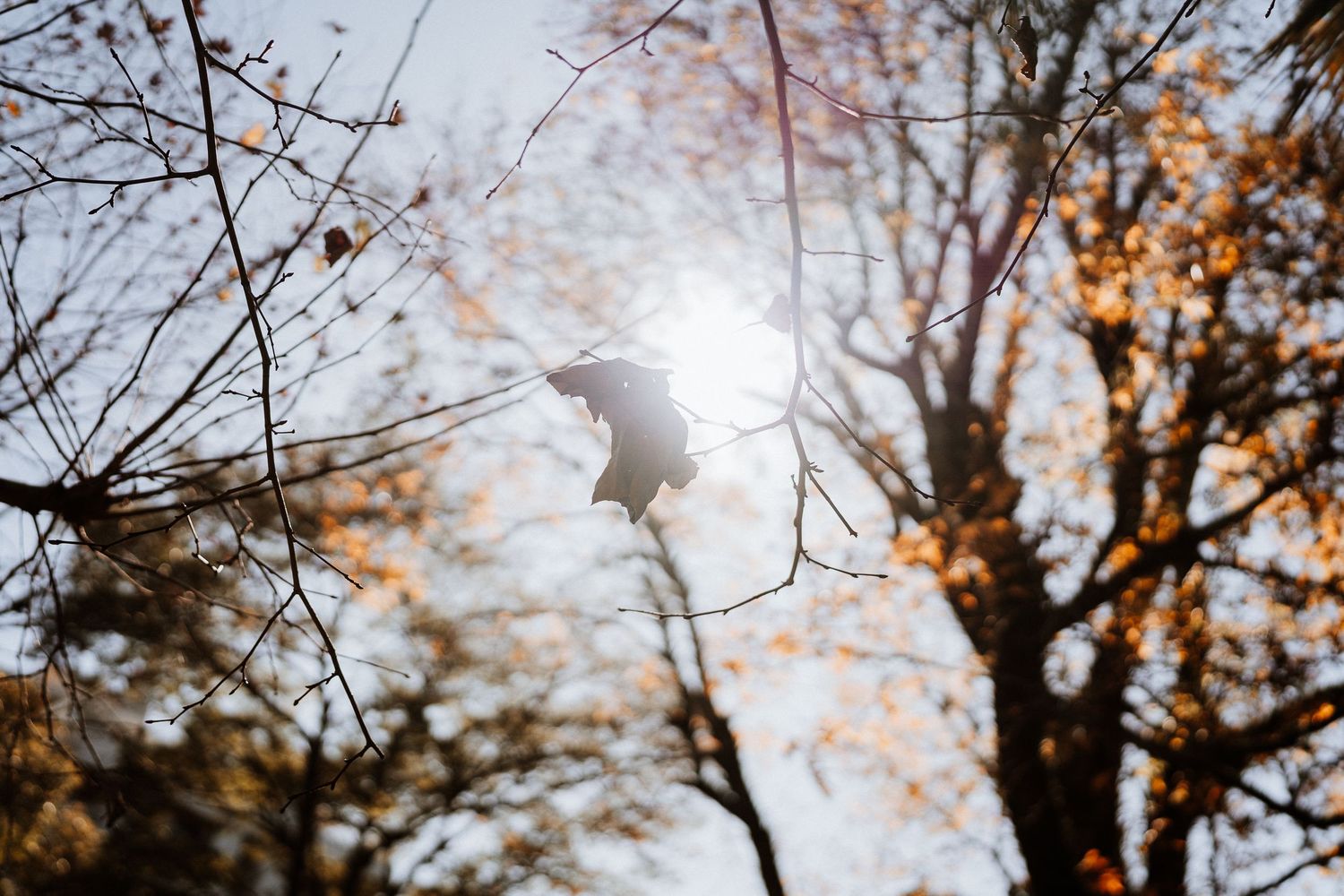Artistic silhouette of a bird perched on a bare branch against bright sunlight.
