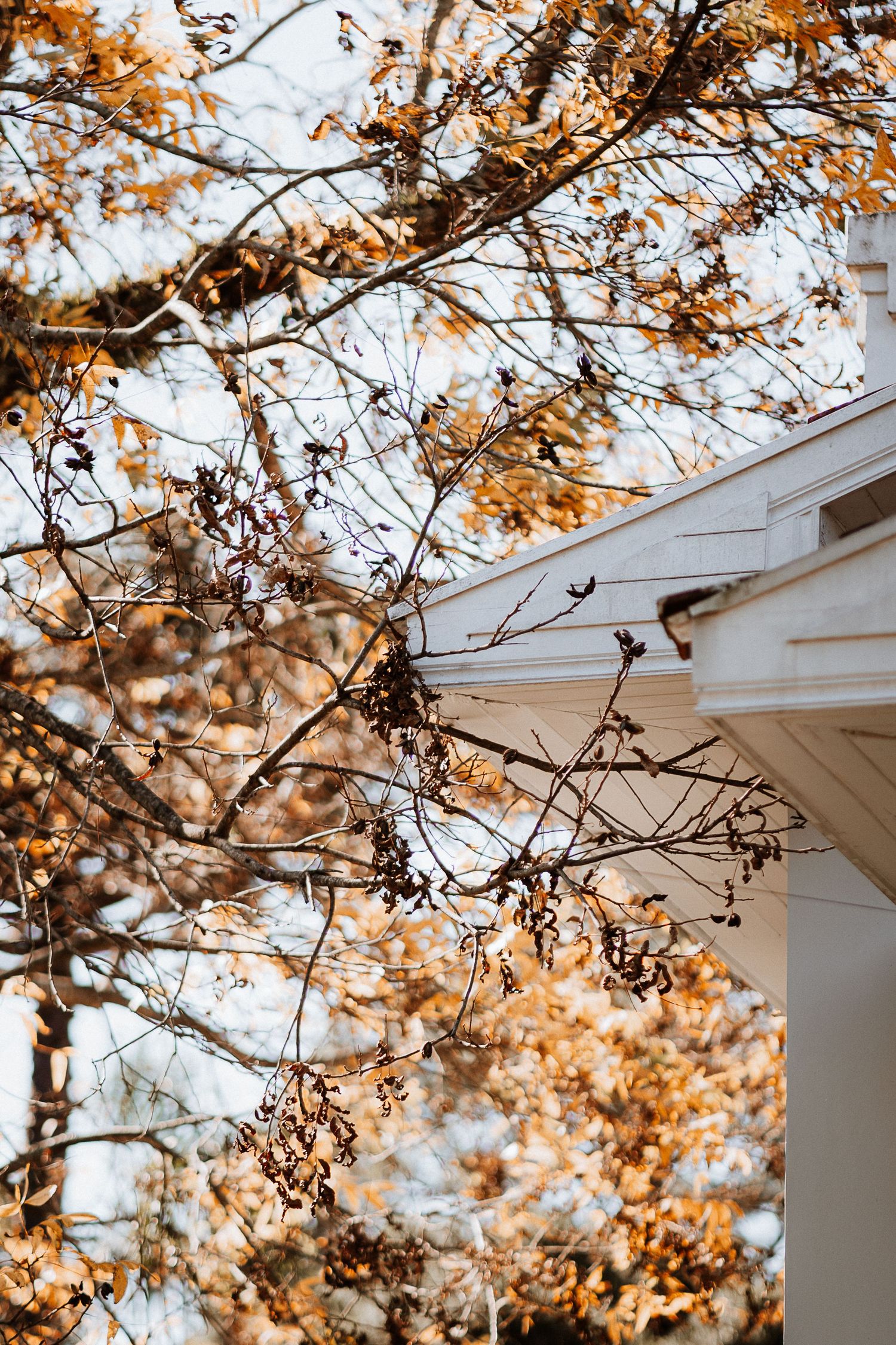 Autumn leaves frame a white building's roofline against a bright sky.