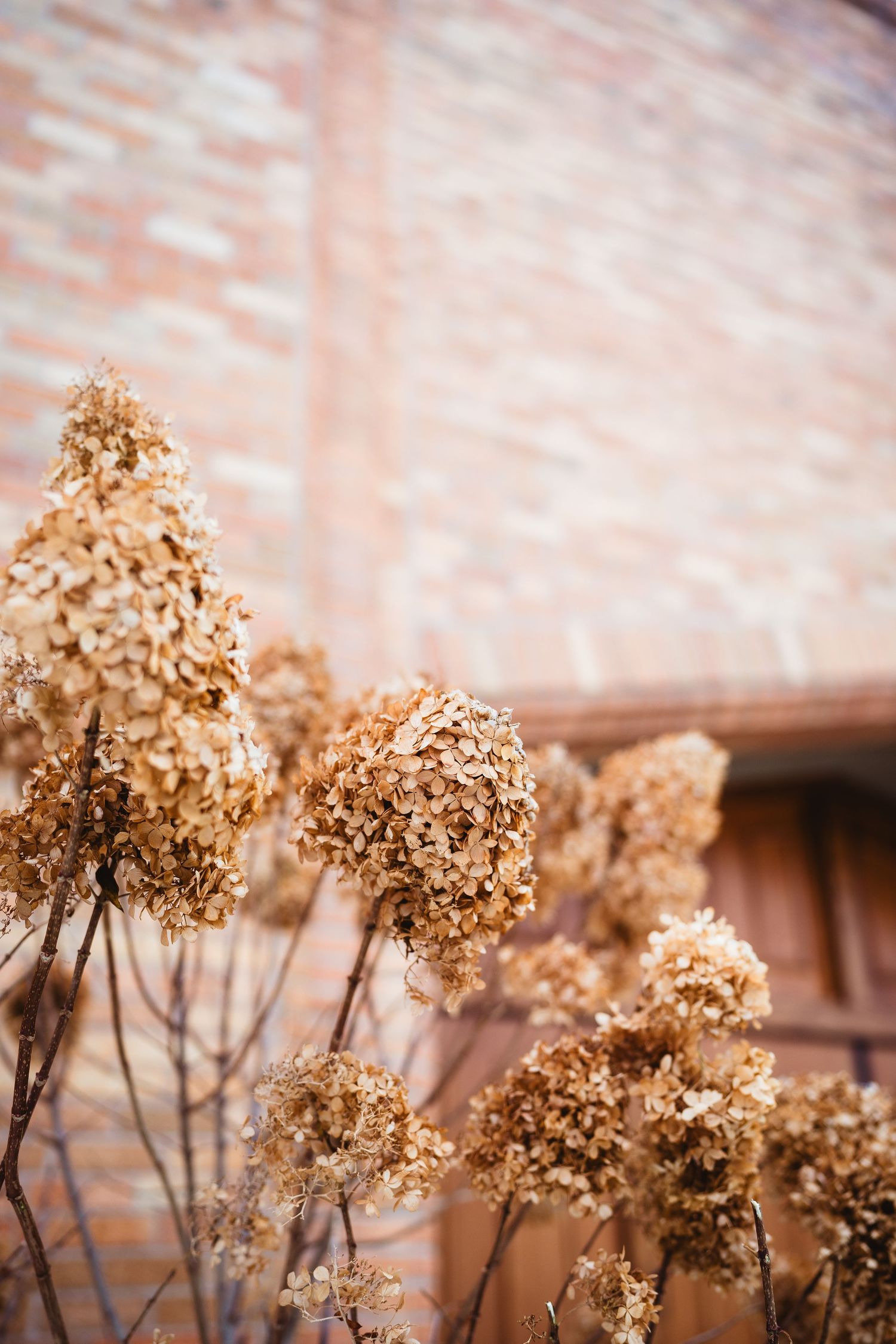 Dried hydrangea flowers with brown petals against a brick wall background in soft focus.