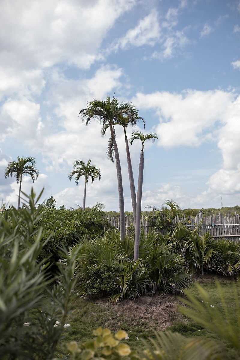 Tropical palm trees line a wooden boardwalk against a bright blue sky with white fluffy clouds.