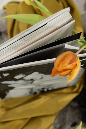 A series of photos showing pages of a book with an orange tulip flower resting against them.