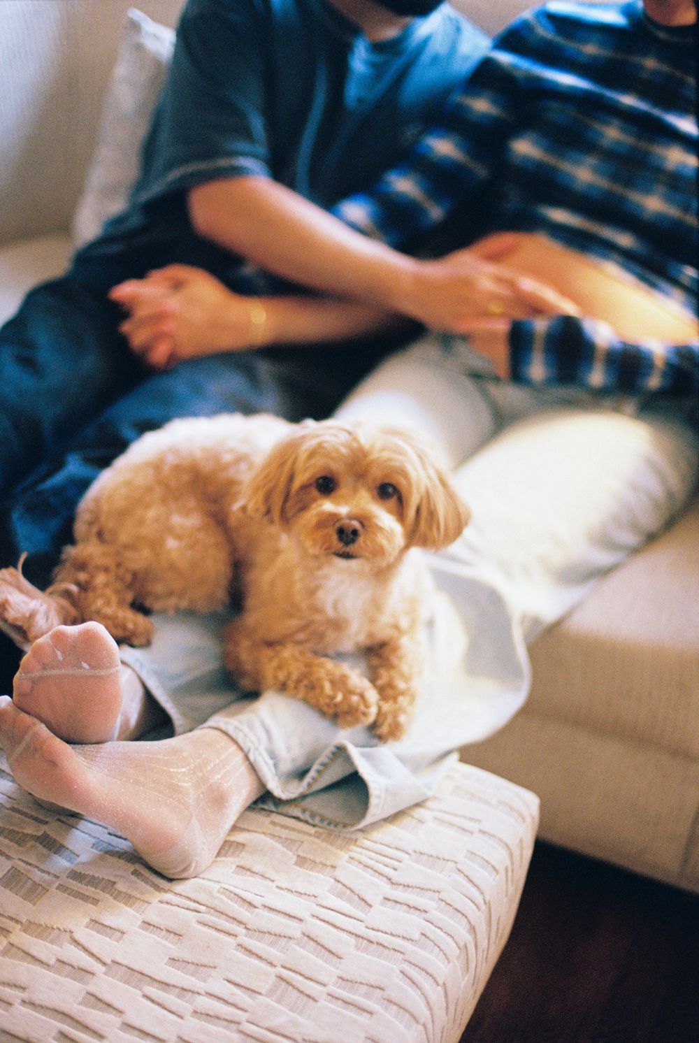 Couple sits on the couch holding hands in the background while their small dog lays on her legs and looks directly sweetly into the lens.