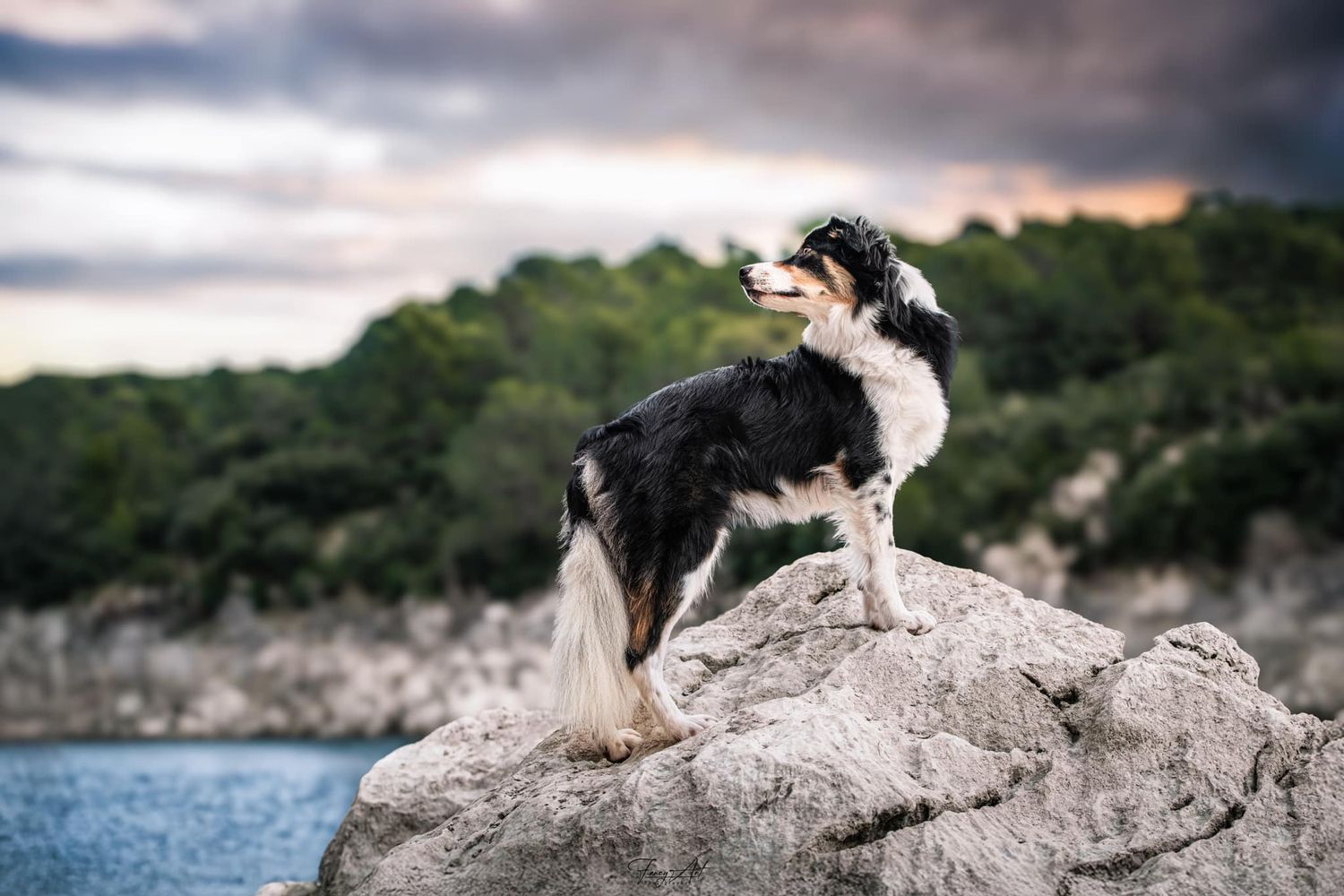 Border collie dog stands alert on rocky cliff edge overlooking water during sunset.