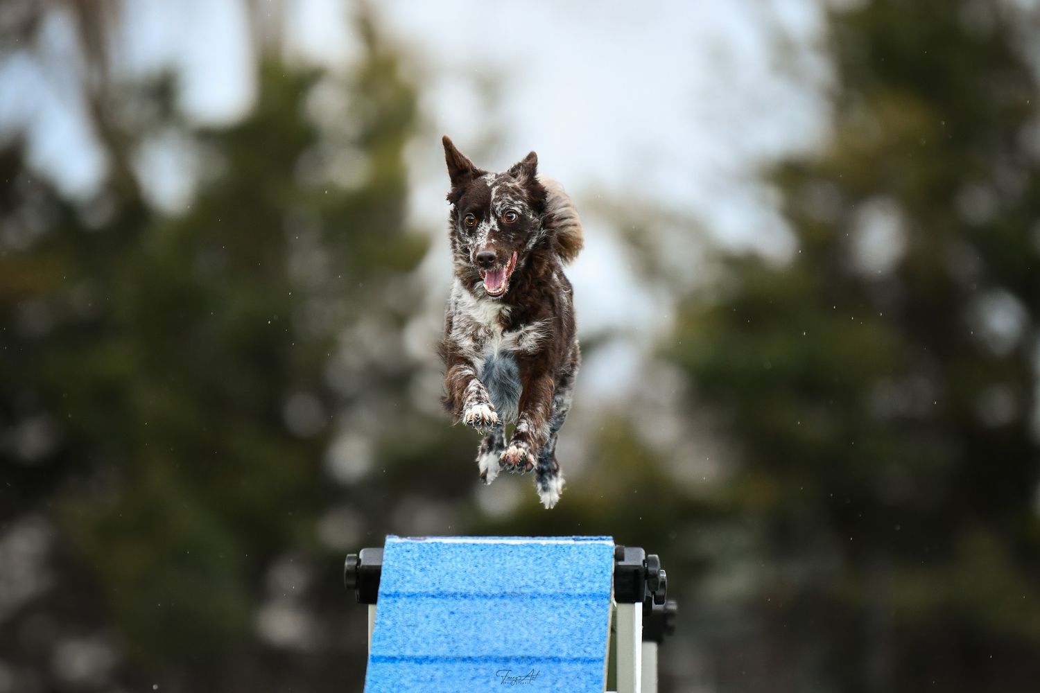 Agility passerelle concours