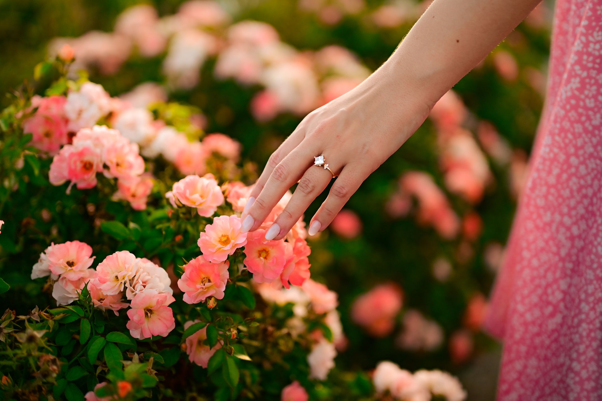 A hand gently touches delicate pink roses growing on a lush garden bush in soft natural lighting.
