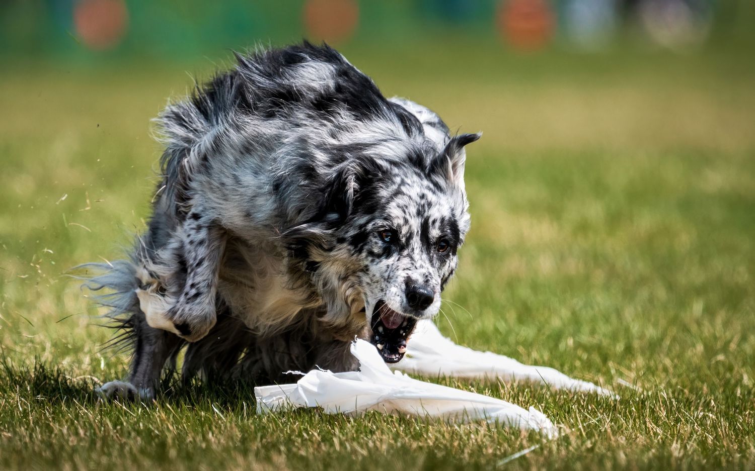 A Border Collie dog lies in green grass while playing with a white rope toy on a sunny day.