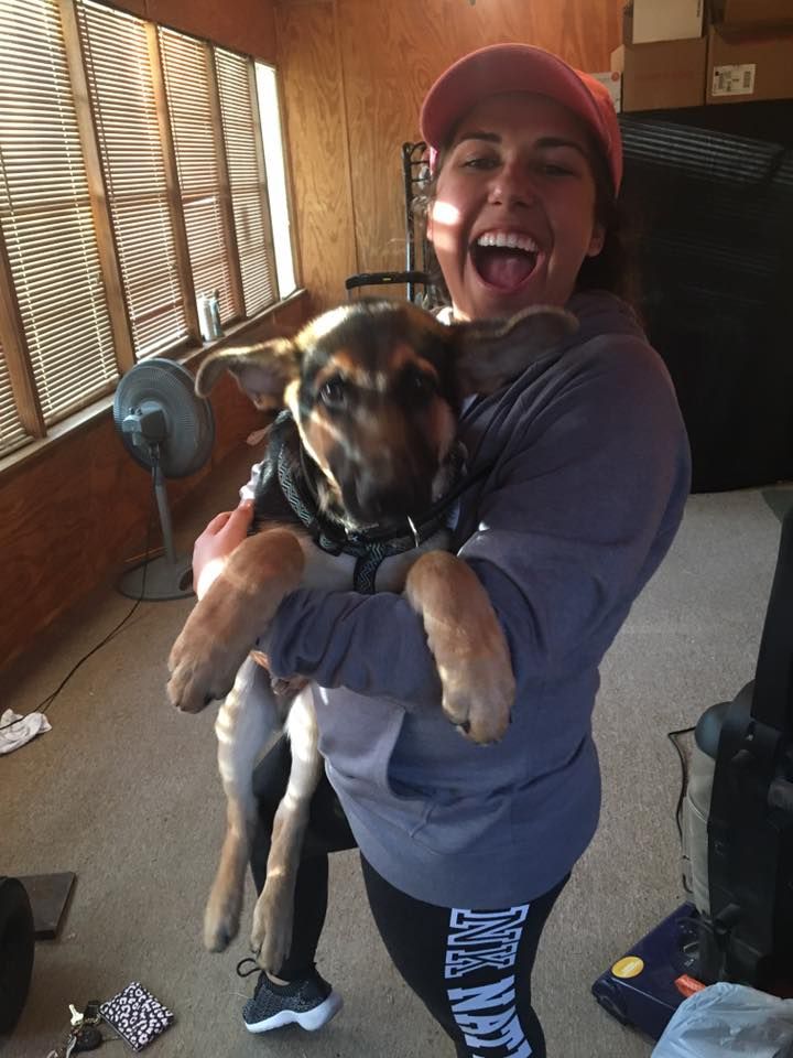 Someone in a blue sweatshirt holds and plays with a small gray cat while sitting indoors.