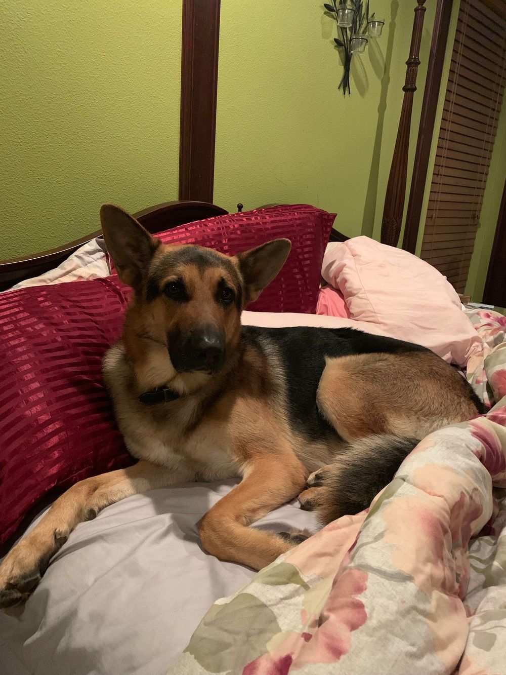 German Shepherd dog relaxing on a burgundy couch with white pillows.
