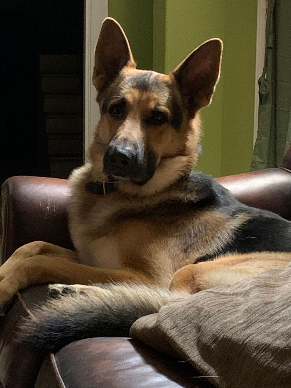 German Shepherd lounging on a couch in soft lighting.