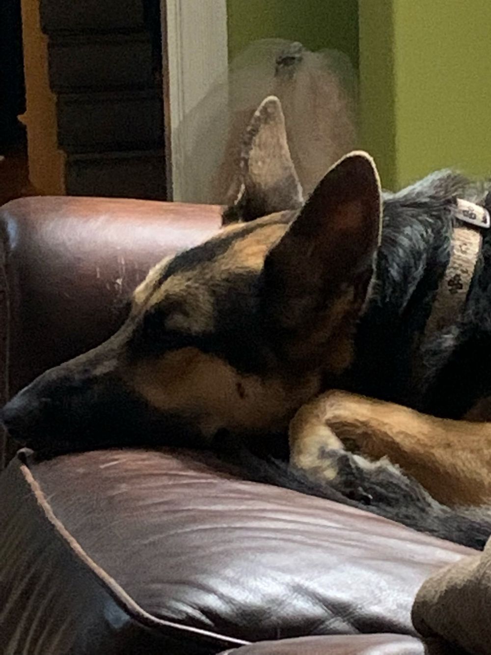 German Shepherd dog lounging on a dark leather couch in a dimly lit room.