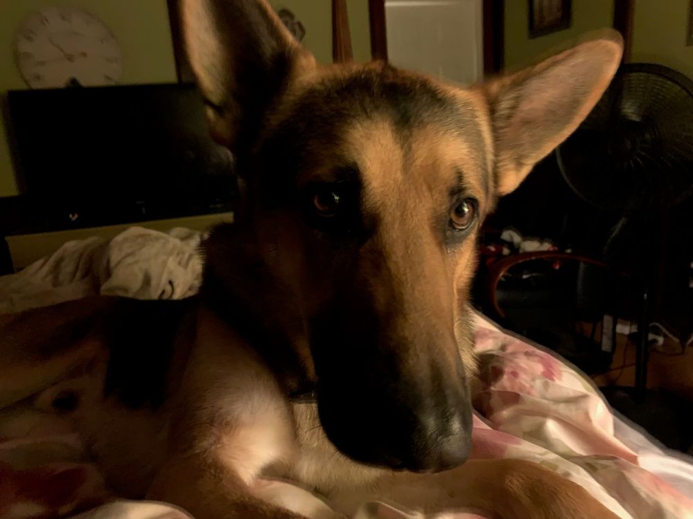 Close-up portrait of a German Shepherd dog with alert ears and expressive eyes.