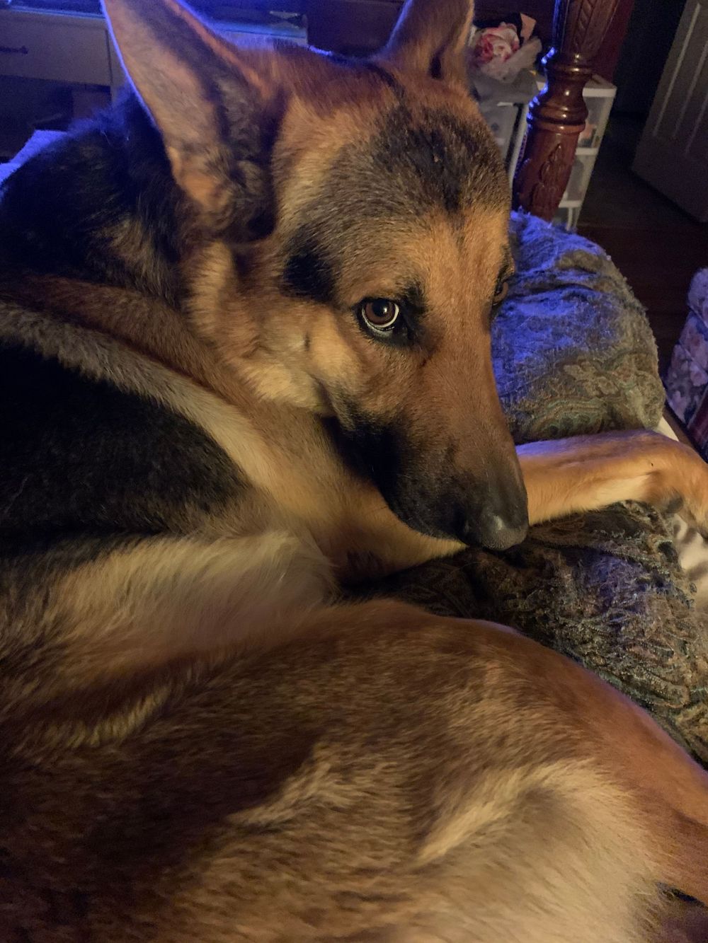 German Shepherd dog resting with alert expression in dim blue lighting.