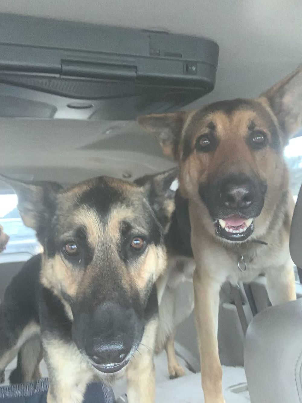 A series of German Shepherd dogs peek down from the ceiling of a car interior in a playful manner.