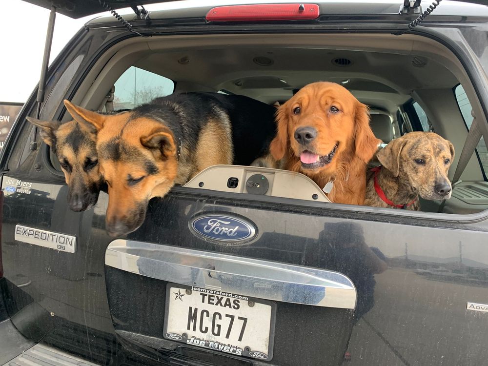 Multiple happy dogs peek out from the back windows of a car with a Texas license plate.