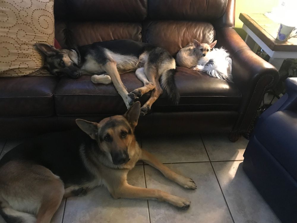 German Shepherd dog lounging comfortably on a dark couch in a home setting.