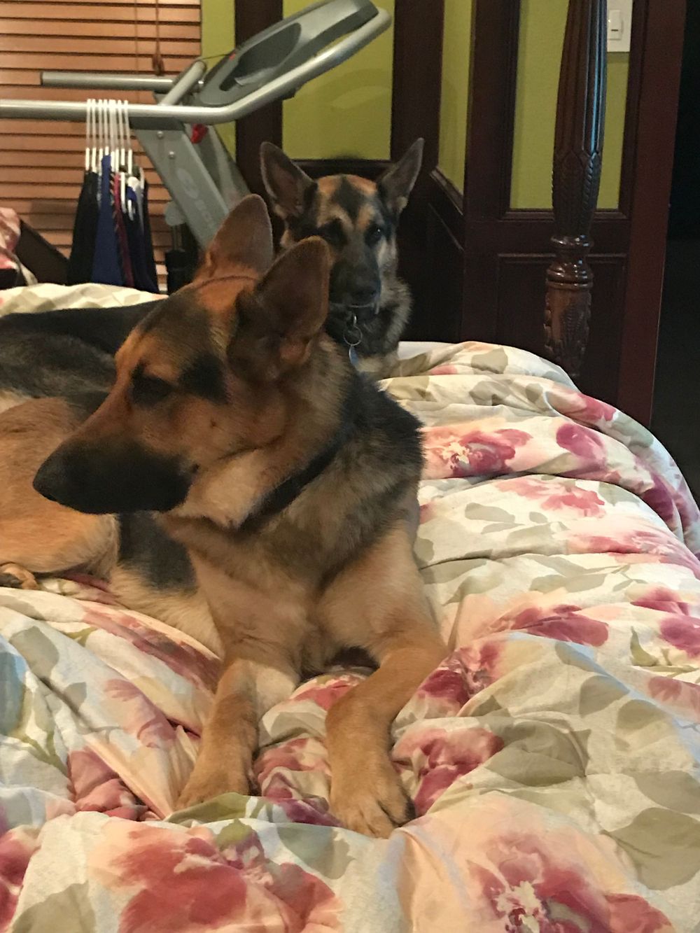 German Shepherd dog relaxing comfortably on a floral patterned bedspread.