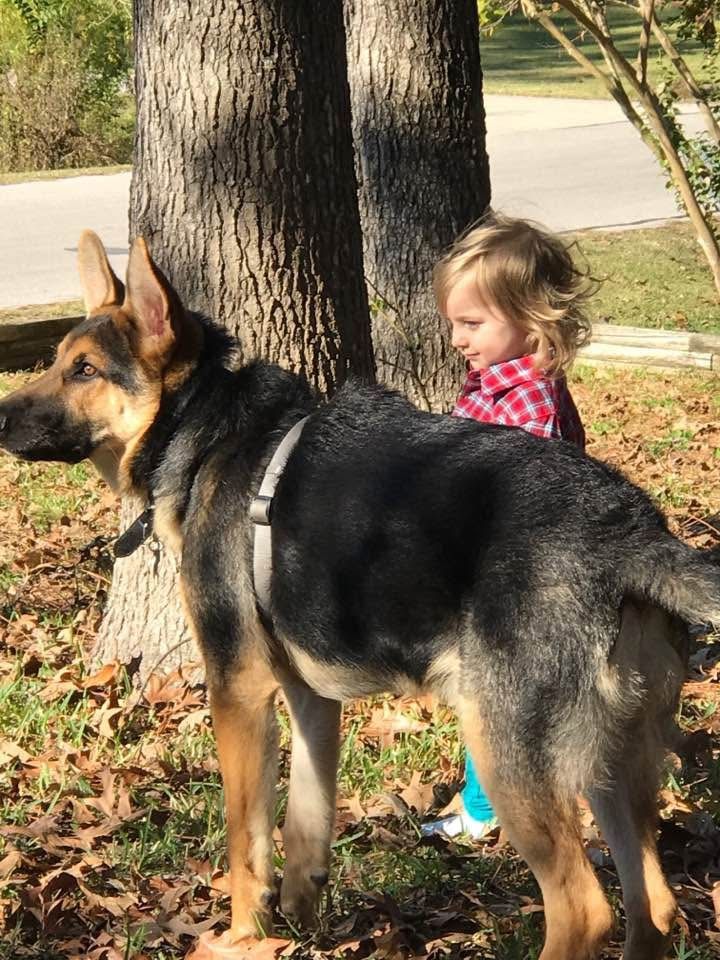 German Shepherd standing near tree trunk surrounded by fallen leaves.