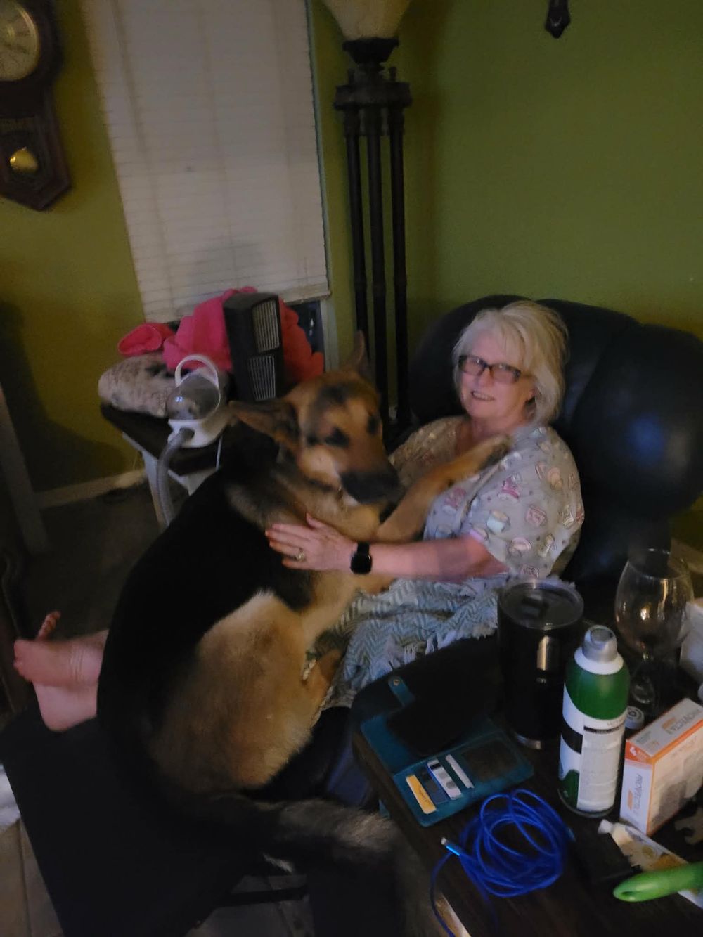 German Shepherd interacting playfully on a couch in a living room setting.