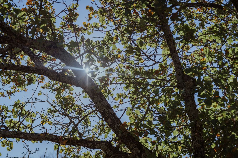 Sunlight peeks through green tree branches creating a natural lens flare effect in summer.