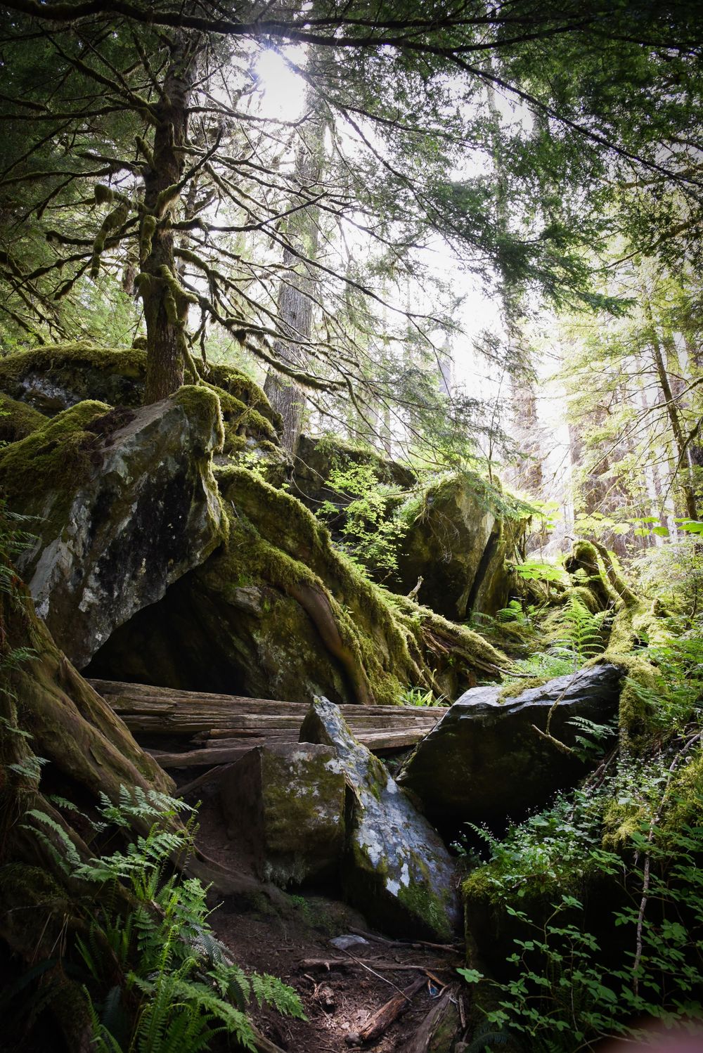 Mossy forest trail winds through ancient boulders and ferns in a misty Pacific Northwest wilderness.