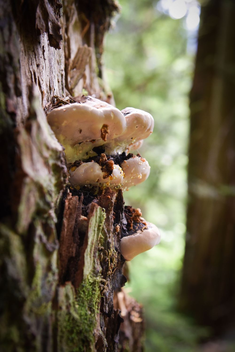 Close-up macro photos of white bracket fungi growing on tree bark in a forest setting.