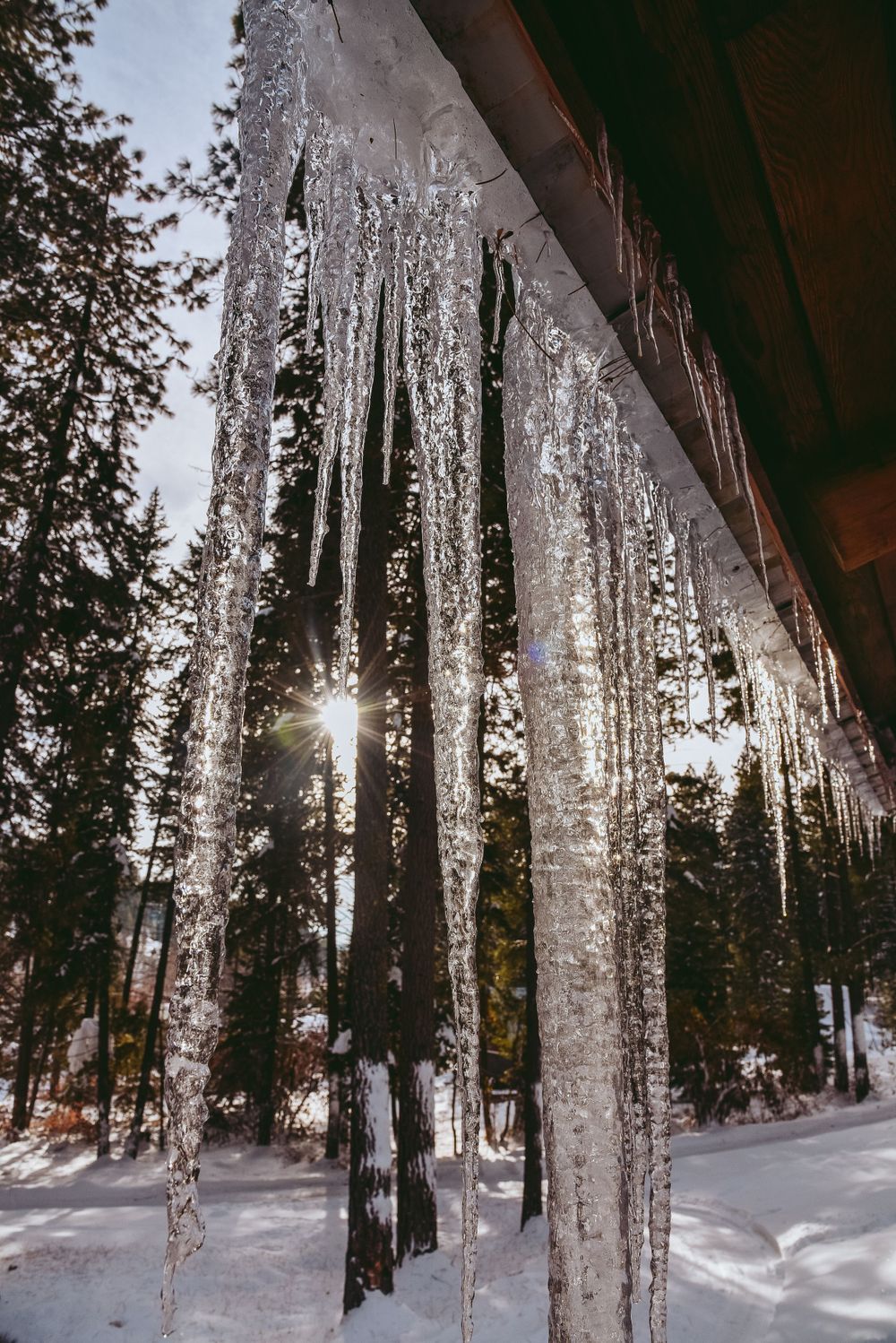 Long icicles hanging from roof edge with sunlight shining through winter forest background.