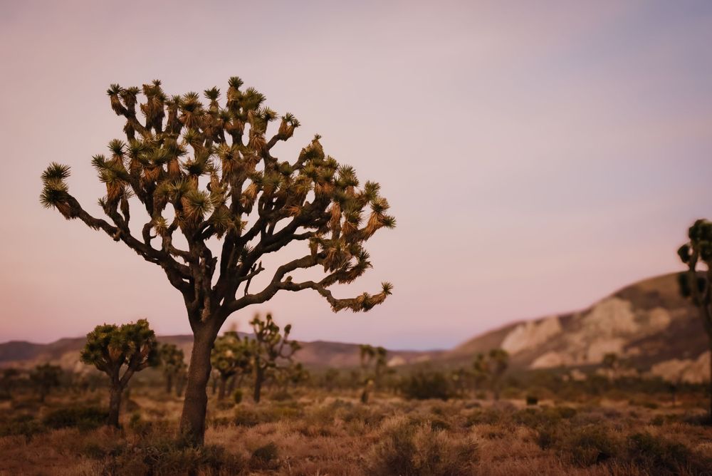 Desert landscape at sunset with silhouetted Joshua trees against a pink and purple sky in Joshua Tree National Park.