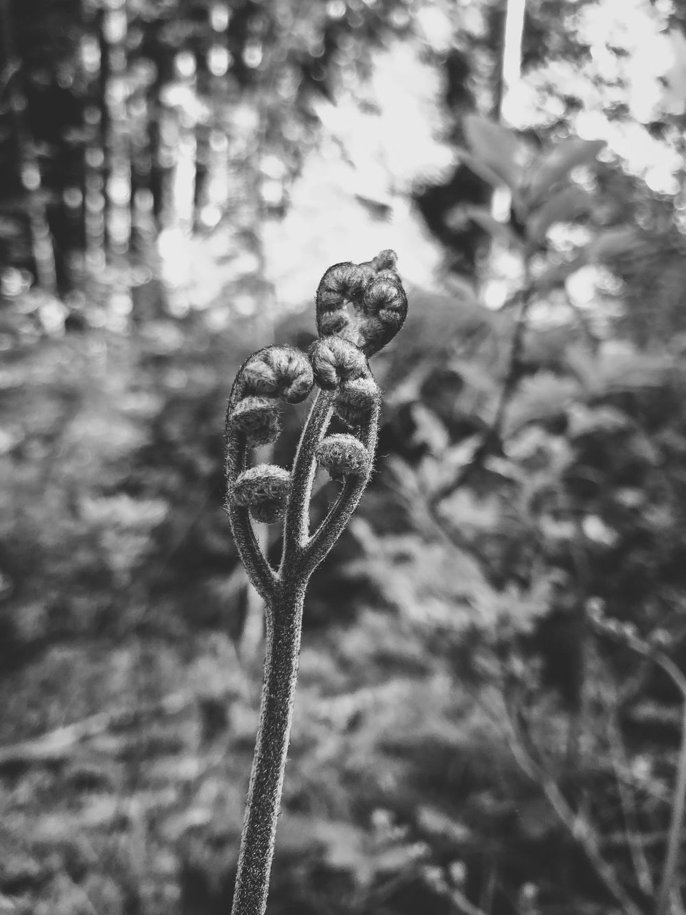 Monochrome image of unfurling fiddlehead ferns in forest setting.