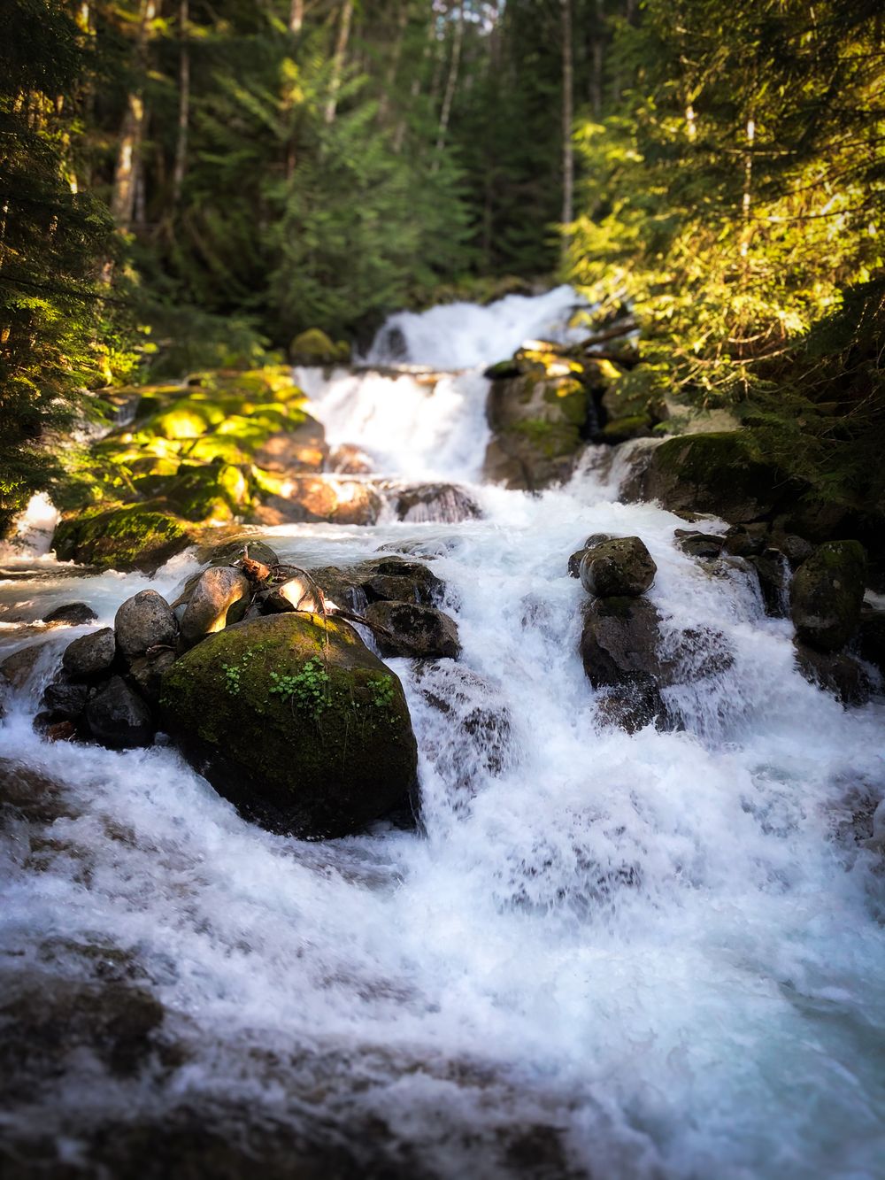 Rushing white water cascades over mossy rocks in a forest stream creating multiple tiers of natural waterfalls.